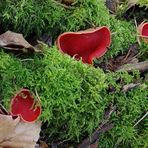 Zinnoberroter Kelchbecherling (Sarcoscypha coccinea)