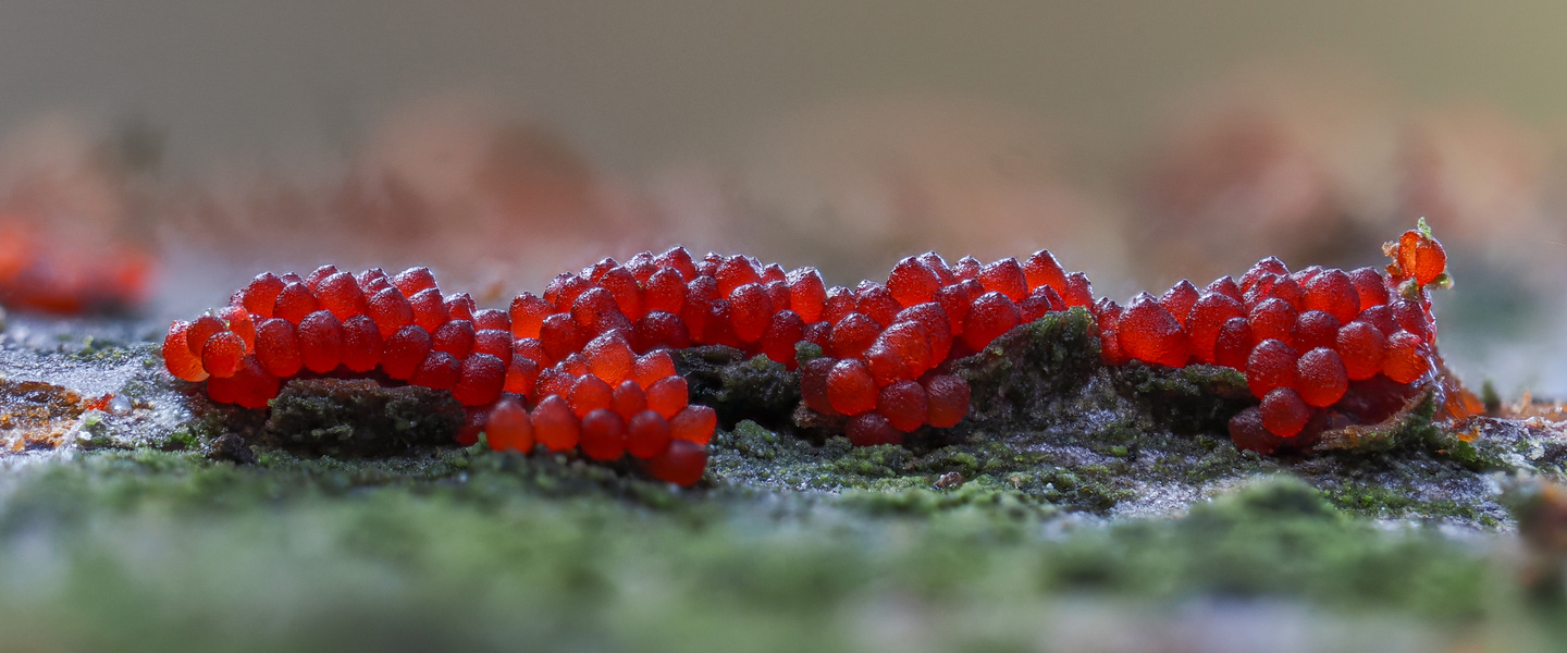 Zinnoberroter Pustelpilz