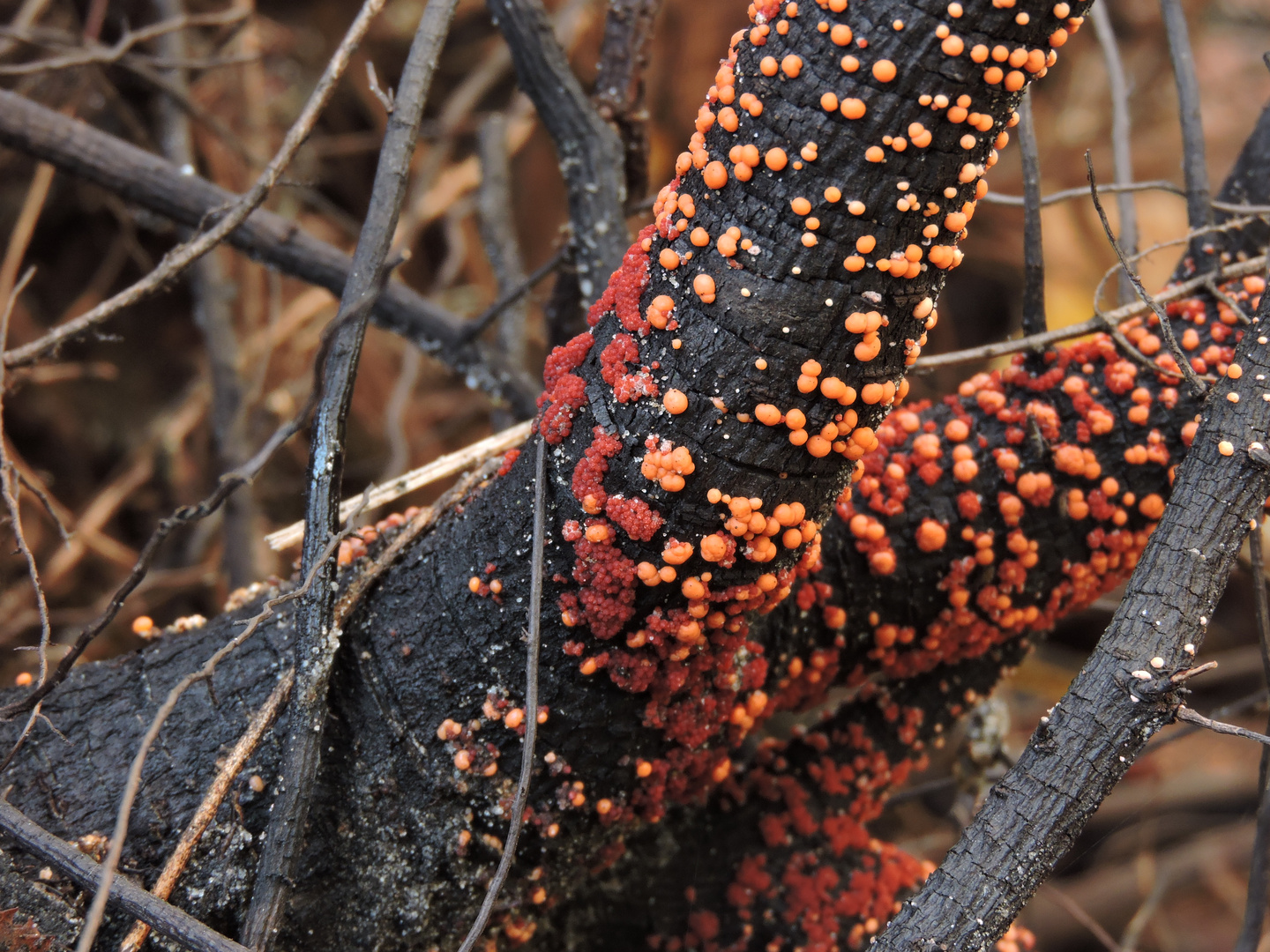 Zinnoberroter Pustelpilz oder Rot-Pustelpilz (Nectria cinnabarina) 