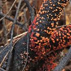 Zinnoberroter Pustelpilz oder Rot-Pustelpilz (Nectria cinnabarina) 