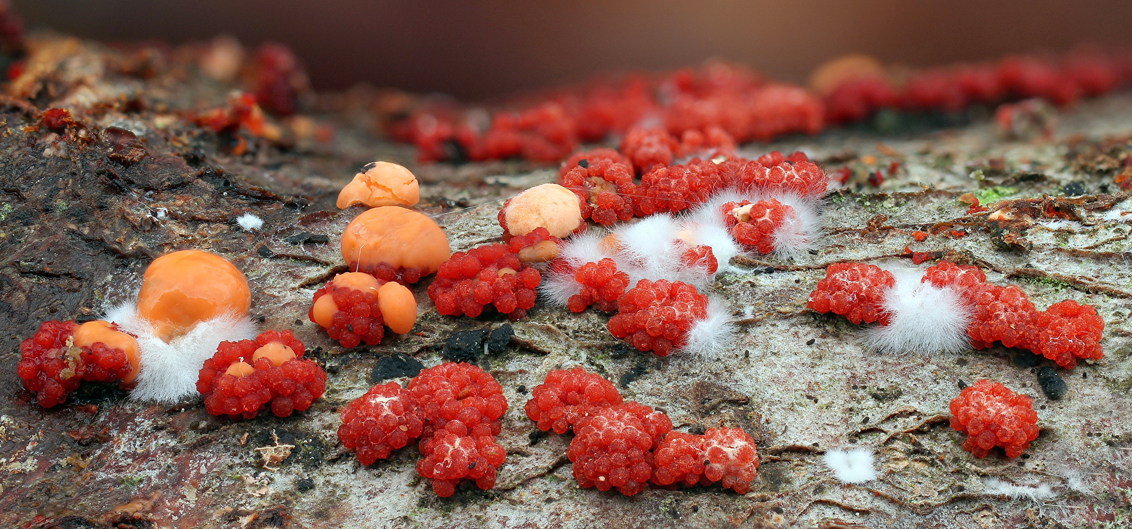 Zinnoberroter Pustelpilz oder Rot-Pustelpilz  +Orangeroter Pustelpilz 