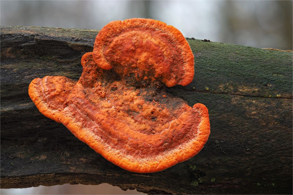 Zinnoberschwamm (Pycnoporus cinnabarinus)