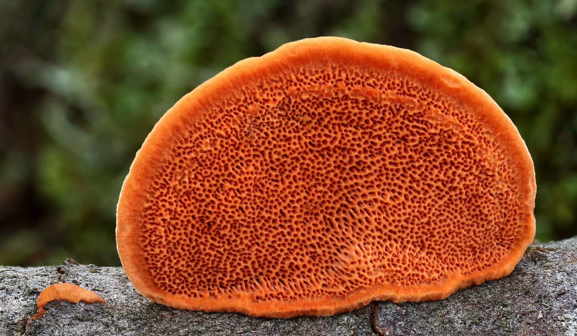 Zinnoberschwamm (Pycnoporus cinnabarinus)