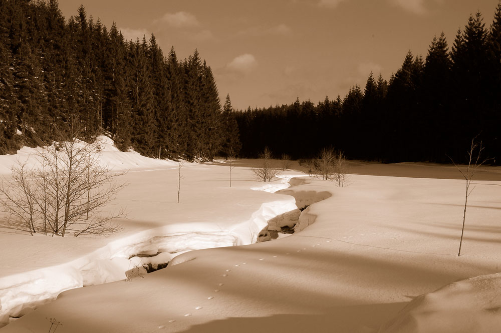 Zinsbachtal/ Vogtland