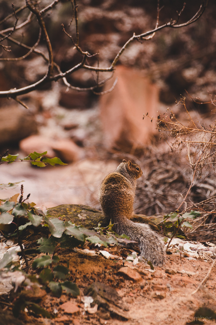 Zion Canyon Wildlife