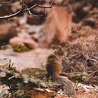 Zion Canyon Wildlife