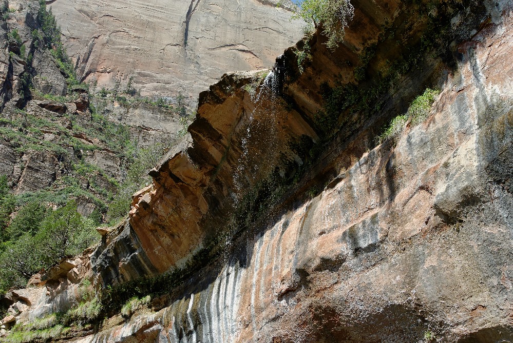 Zion - Felswand III (auf dem Weg zu den Emerald Pools - Zion Ntl. Park USA)