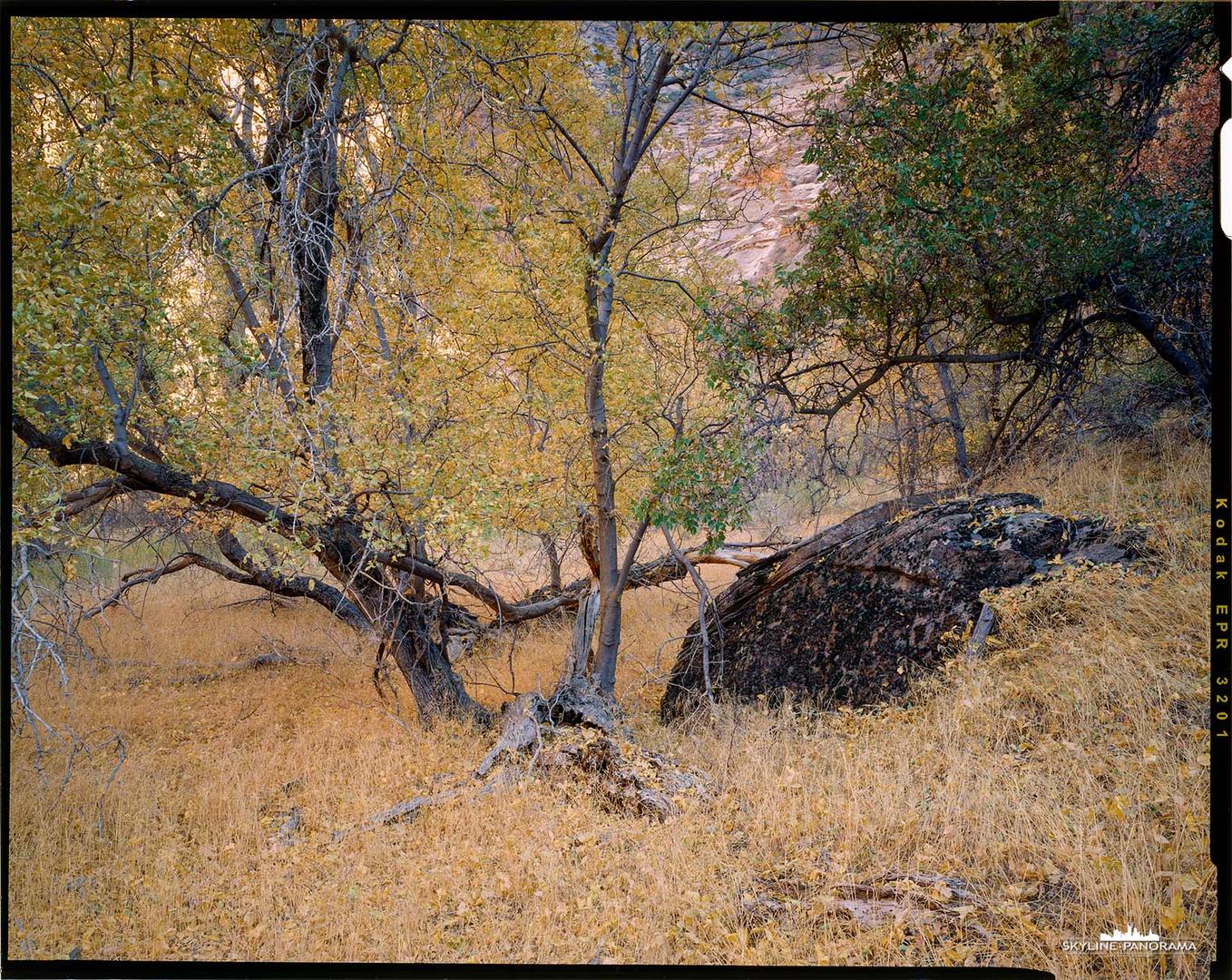 Zion im Herbst