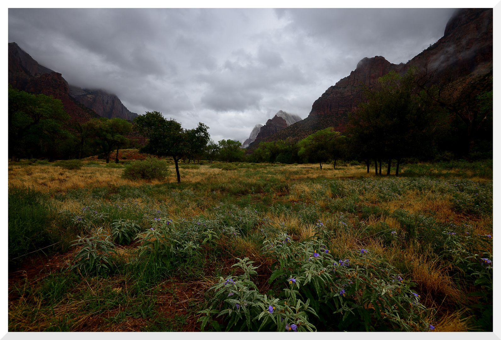 Zion im Regen