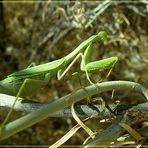 Zion Mantis