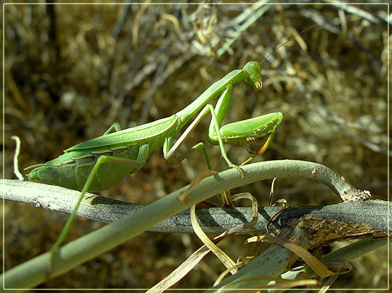 Zion Mantis