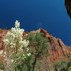 Zion National Park