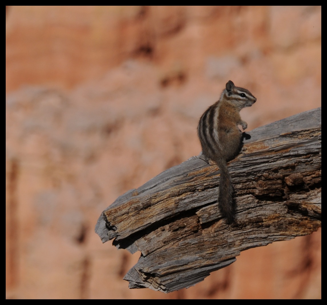 Zion National Park