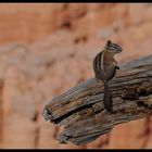 Zion National Park