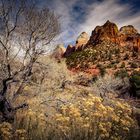 Zion National Park