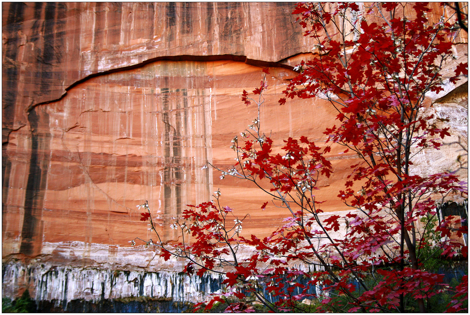 Zion NP # 08