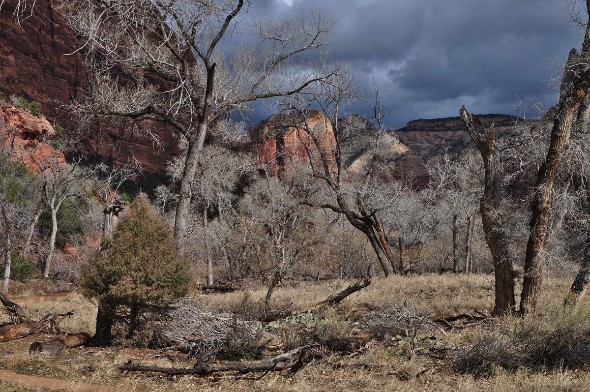 Zion NP