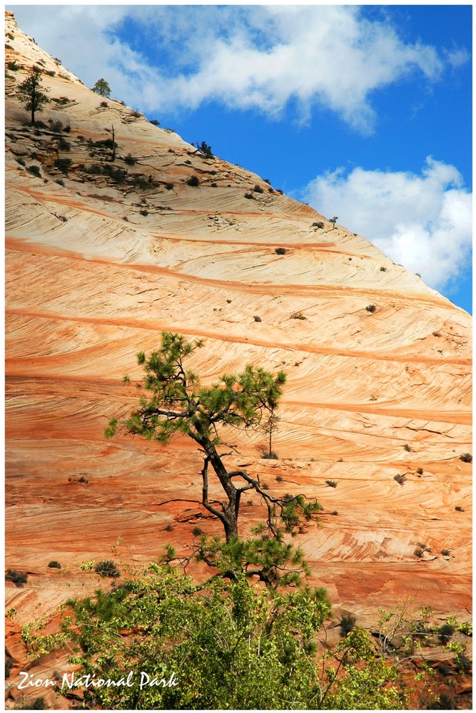 Zion N.P.