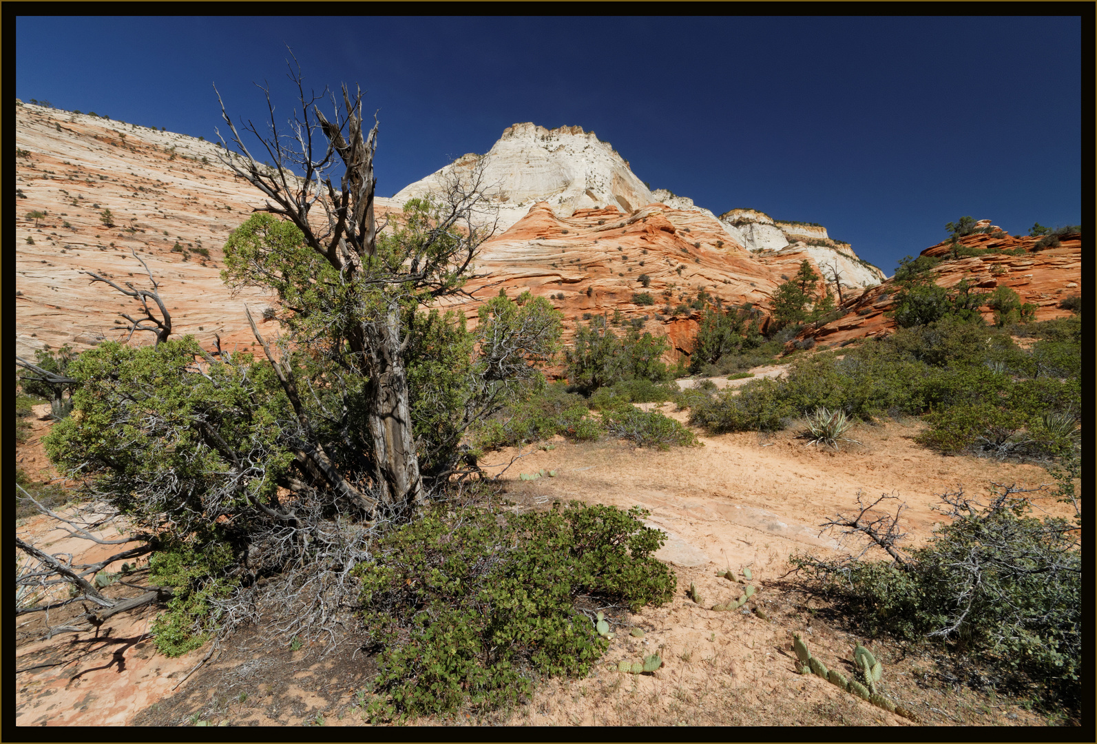 Zion NP