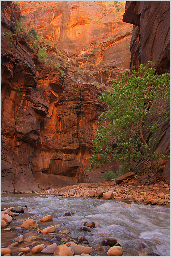 Zion NP - The Narrows IV