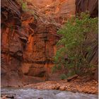 Zion NP - The Narrows IV