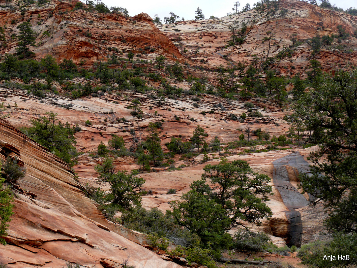 Zion NP, Utah