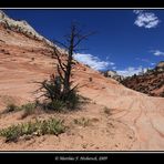 Zion Park No. 2