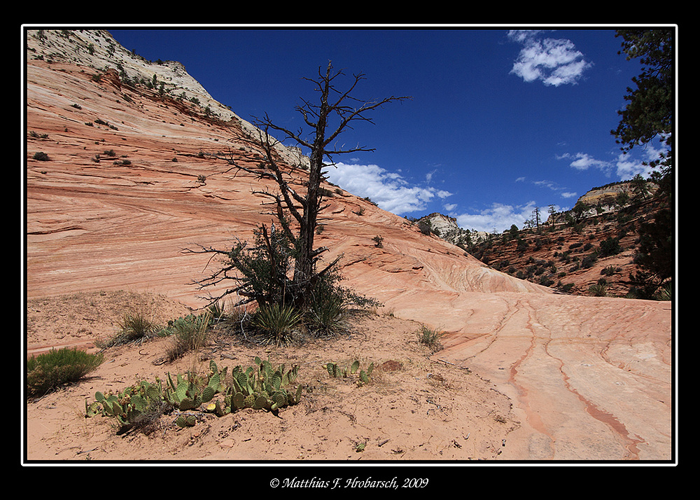 Zion Park No. 2