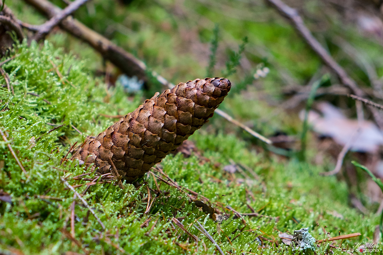 Zipfel-Zapfen