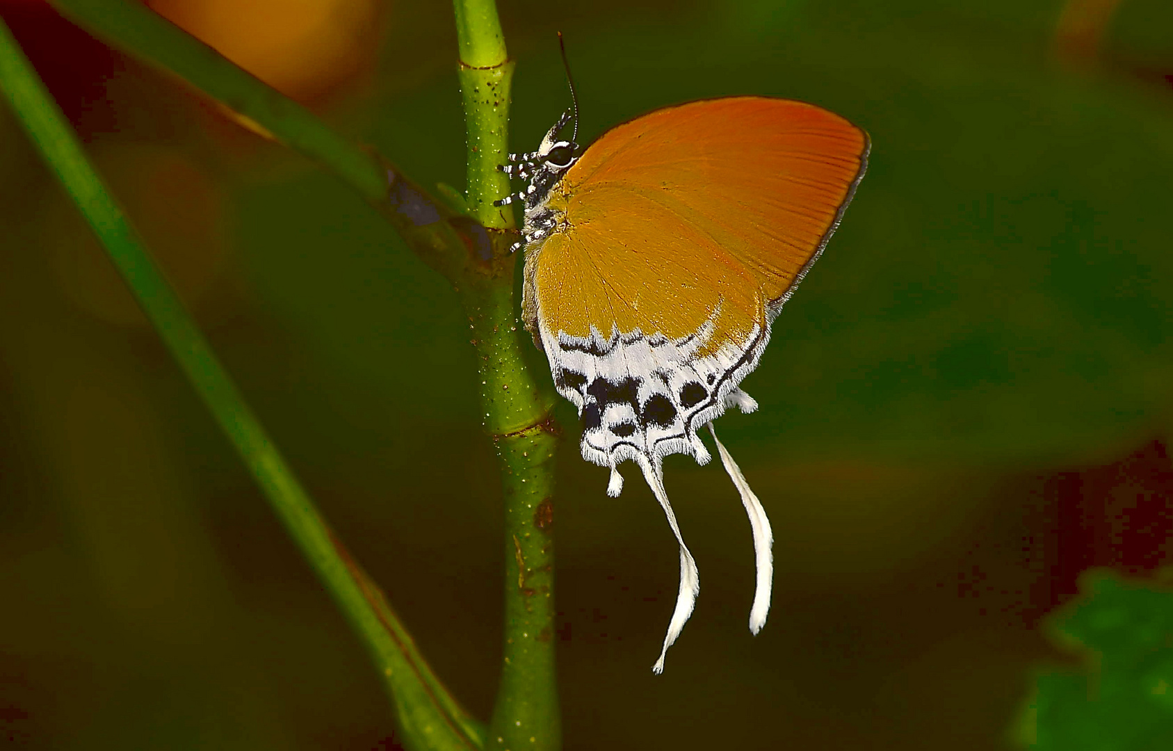 Zipfelfalter aus dem Tropischen Regenwald von Borneo