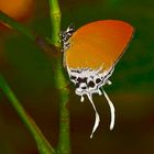 Zipfelfalter aus dem Tropischen Regenwald von Borneo