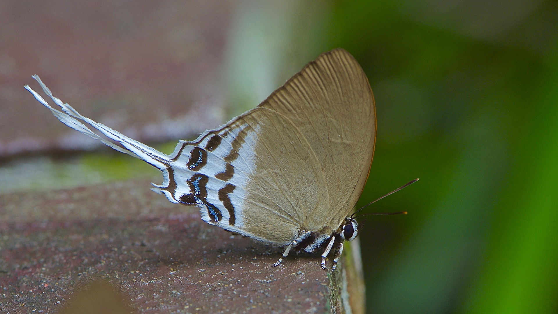 Zipfelfalter aus dem Tropischen Regenwald von Borneo