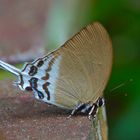 Zipfelfalter aus dem Tropischen Regenwald von Borneo