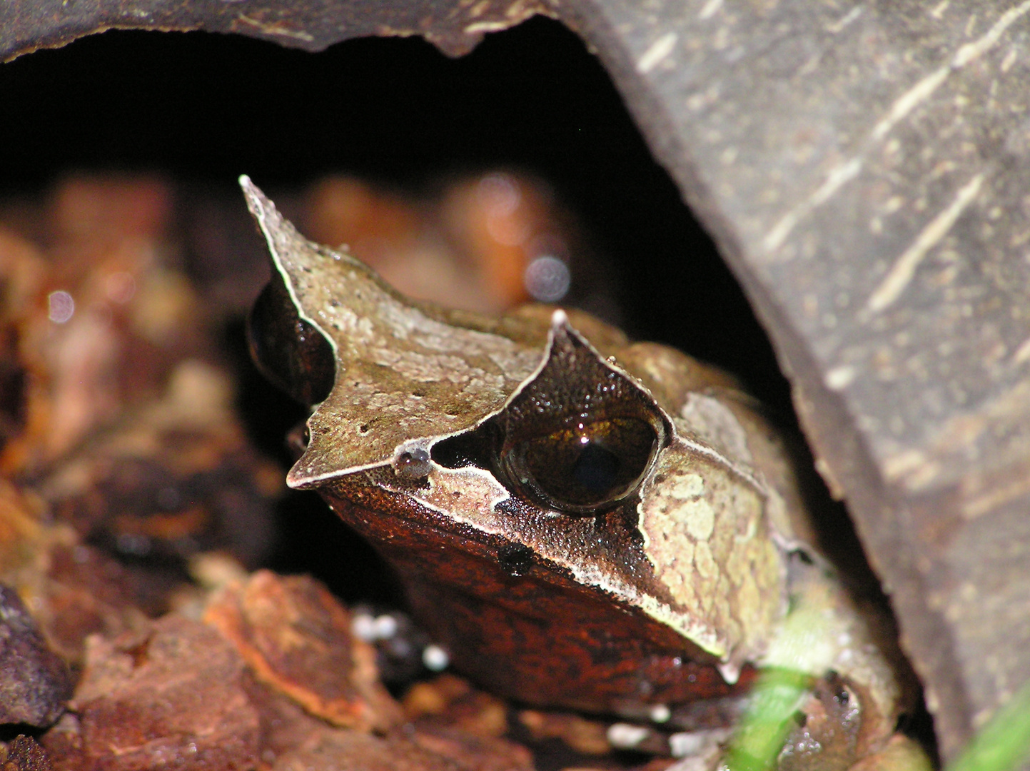 Zipfelfrosch Profilansicht