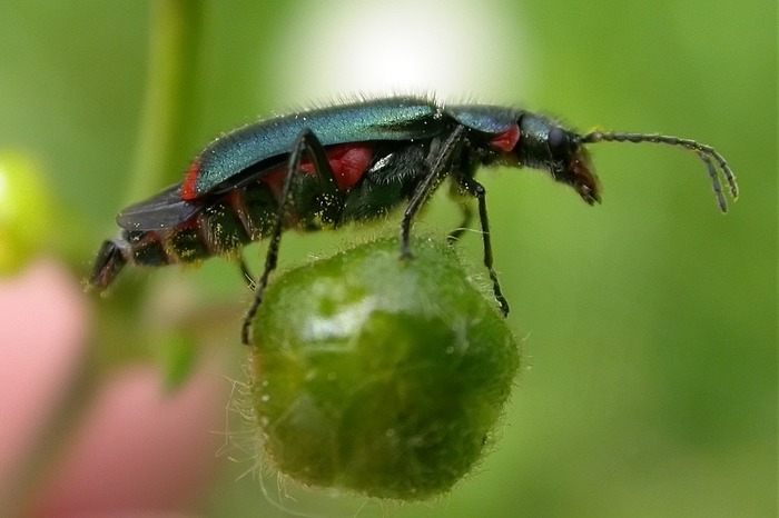 Zipfelkäfer