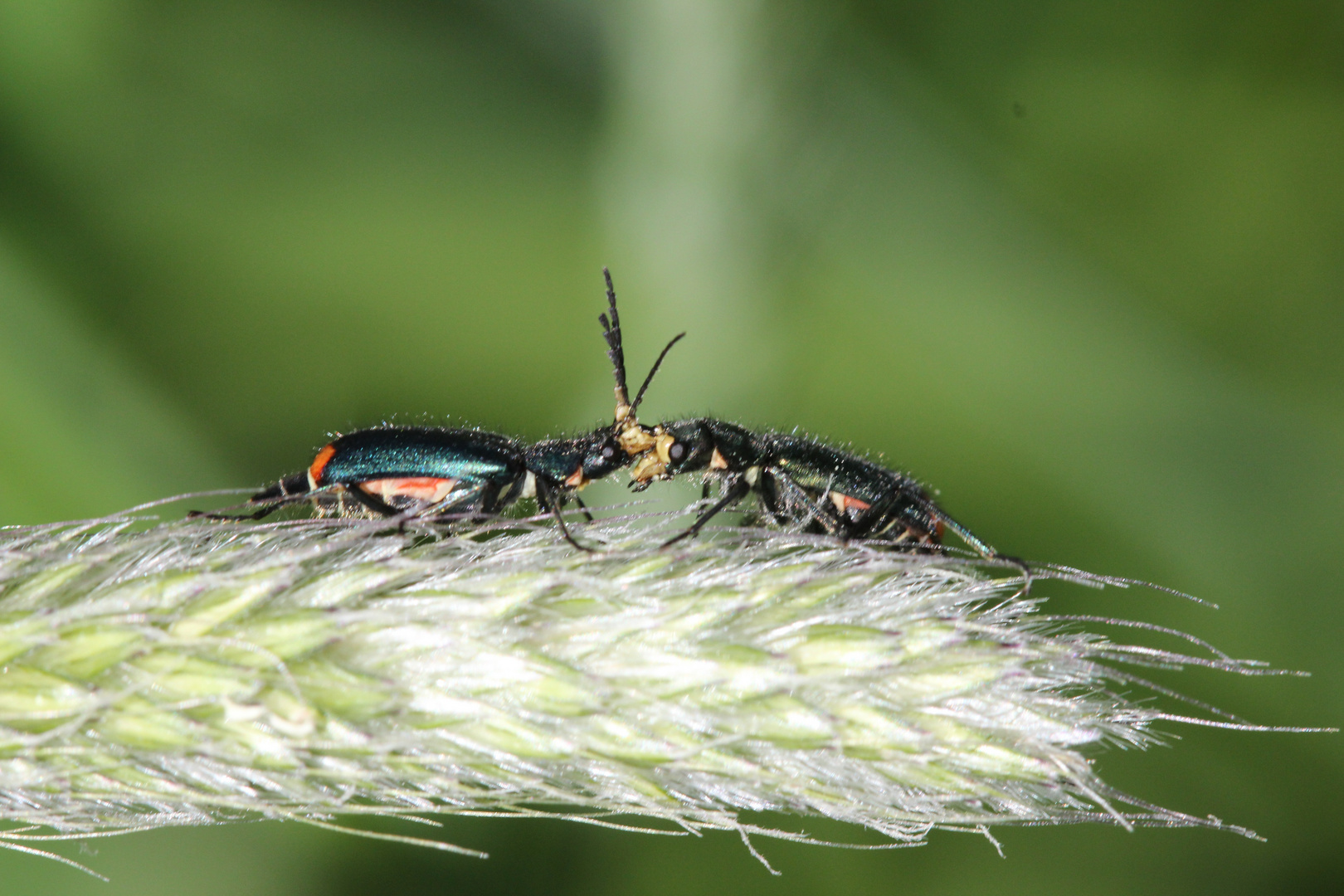 Zipfelkäfer