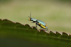 Zipfelkäfer-Clanoptilus elegans