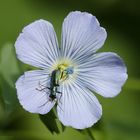 Zipfelkäfer-Clanoptilus elegans