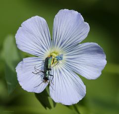 Zipfelkäfer-Clanoptilus elegans