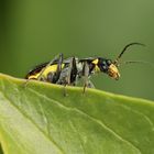 Zipfelkäfer-Clanoptilus elegans