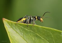 Zipfelkäfer-Clanoptilus elegans