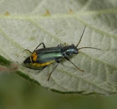 Zipfelkäfer Clanoptilus elegans