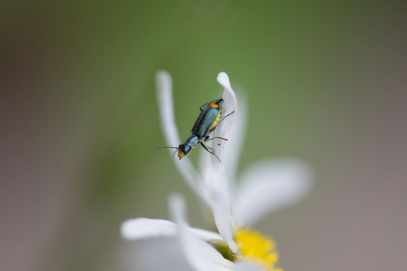 Zipfelkäfer (Clanoptilus elegans)