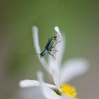 Zipfelkäfer (Clanoptilus elegans)