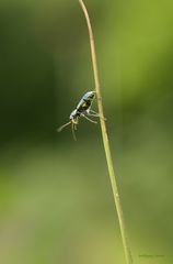 Zipfelkäfer-Clanoptilus elegans