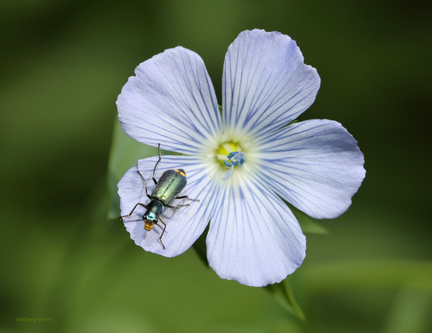 Zipfelkäfer-Clanoptilus elegans