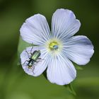 Zipfelkäfer-Clanoptilus elegans