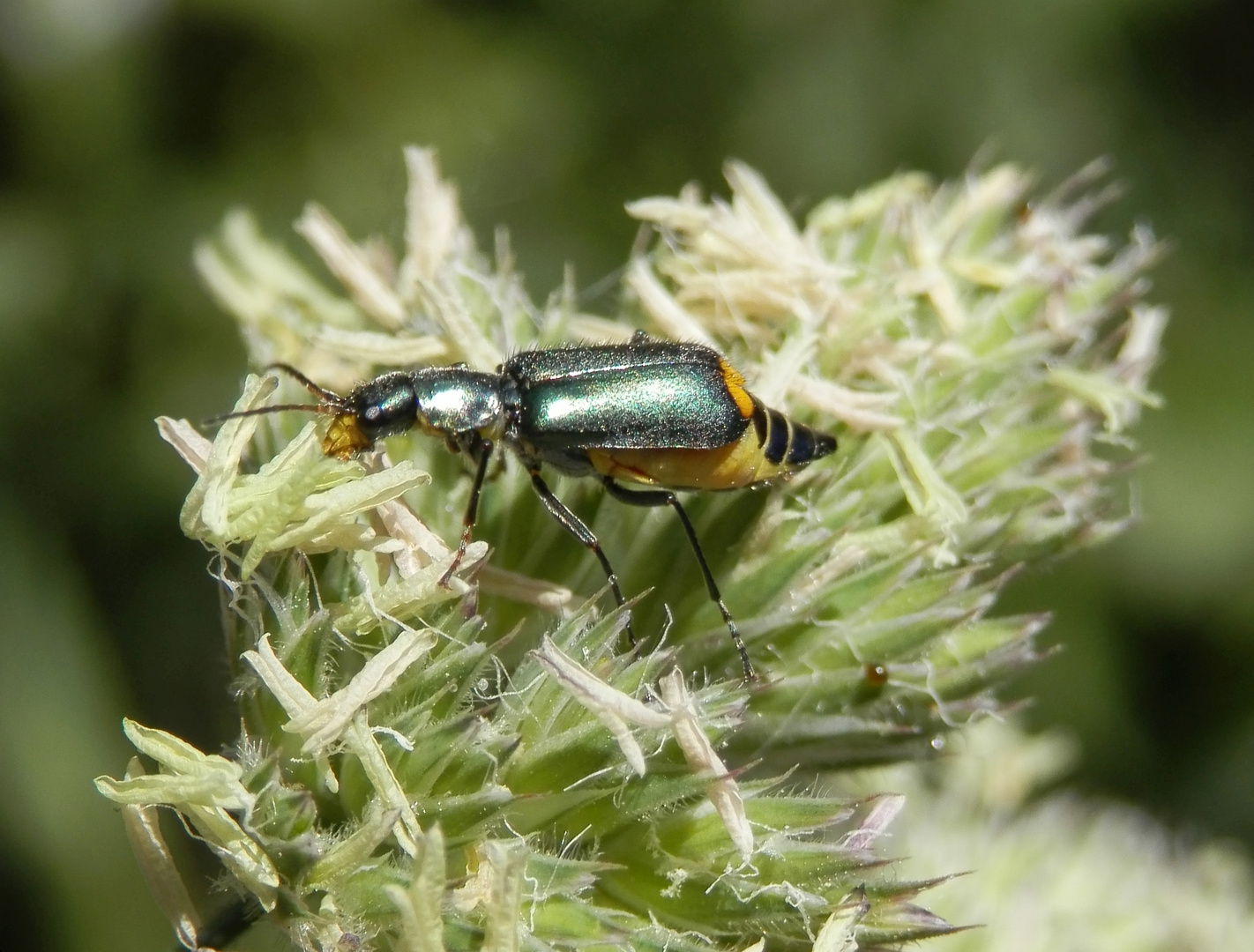 Zipfelkäfer Clanoptilus (Malachius) elegans