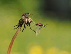 Zipfelkäfer