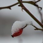 Zipfelmütze im Dornbusch